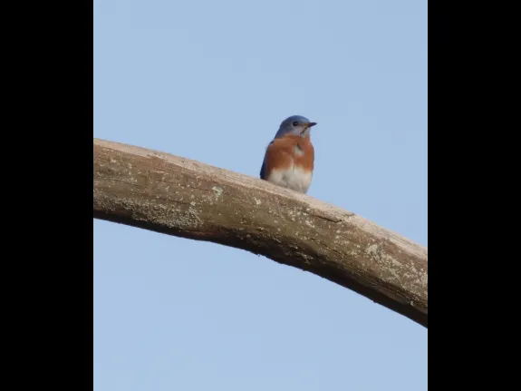 An eastern bluebird at Breakneck Hill Conservation Land in Southborough, photographed by Steve Forman.