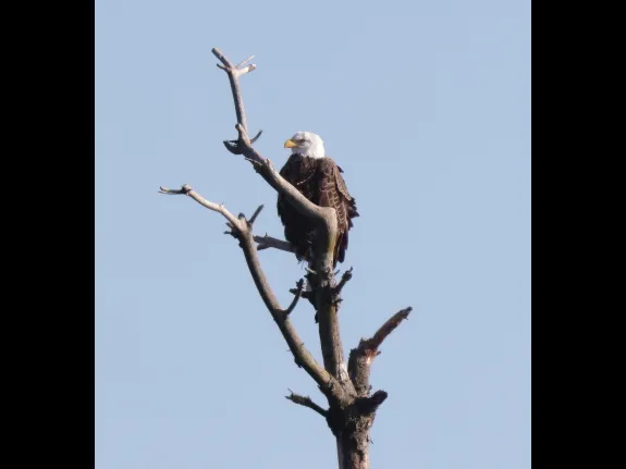 A bald eagle at the Sudbury Reservoir in Southborough, photographed by Steve Forman.