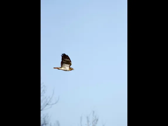 A red-tailed hawk at Lake Chauncy in Westborough, photographed by Mason Missaggia.