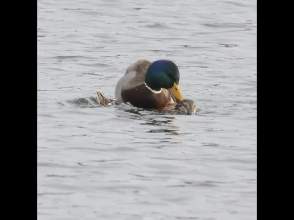 A pair of mating mallards at Hager Pond in Marlborough, photographed by Steve Forman.