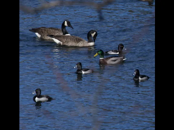 Canada geese, ring-necked ducks, and a mallard at Dudley Pond in Wayland, photographed by Gail Sartori.
