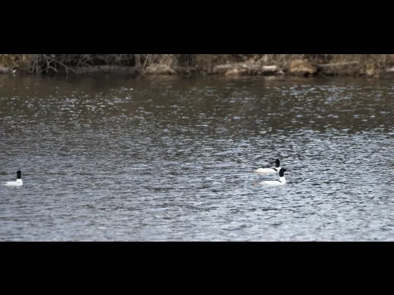 Common mergansers in Acton, photographed by Gail Sartori.