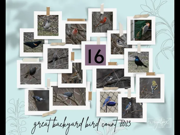 Nancy Wright took part in the 2023 Great Backyard Bird Count, counting 16 species in her Westborough back yard over a 2-hour period.