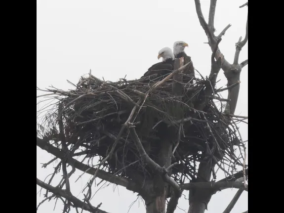Bald eagles at the Sudbury Reservoir in Southborough, photographed by Steve Forman.