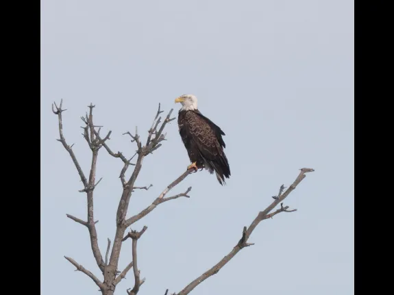 A bald eagle at the Sudbury Reservoir in Southborough, photographed by Steve Forman.