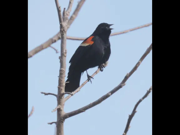 A red-winged blackbird at Breakneck Hill Conservation Land in Southborough, photographed by Steve Forman.