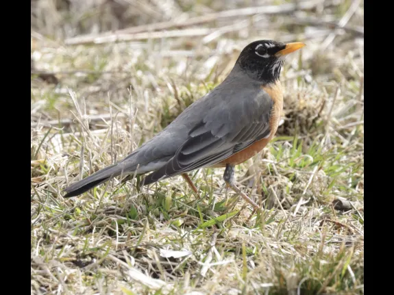 An American robin at Breakneck Hill Conservation Land in Southborough, photographed by Steve Forman.