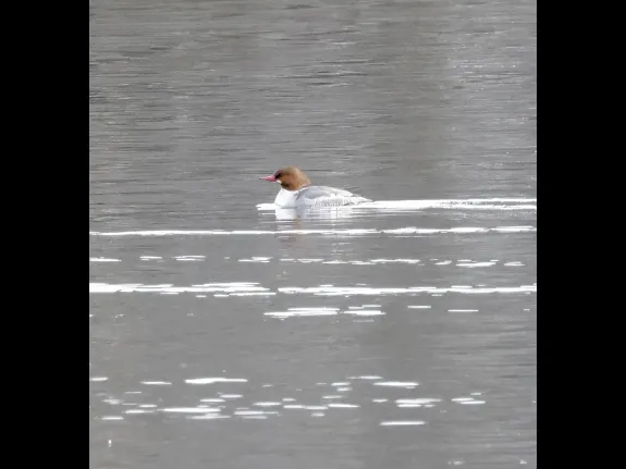 A common merganser at the Sudbury Reservoir in Southborough, photographed by Steve Forman.