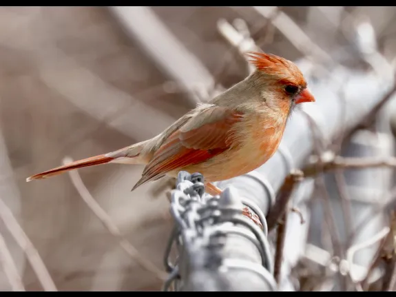 A northern cardinal at Hager Pond in Marlborough, photographed by Steve Forman.