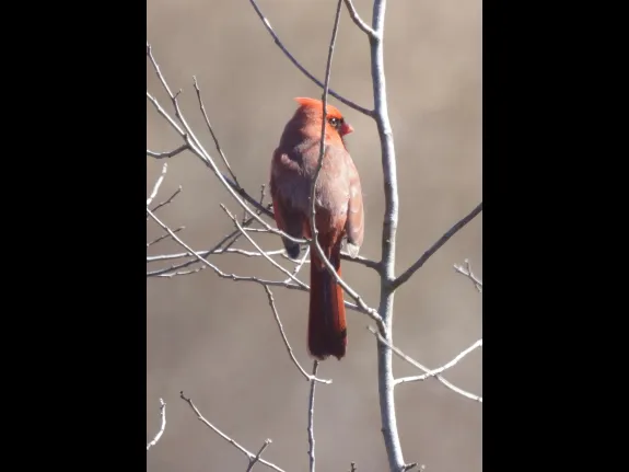A northern cardinal at Breakneck Hill Conservation Land in Southborough, photographed by Steve Forman.