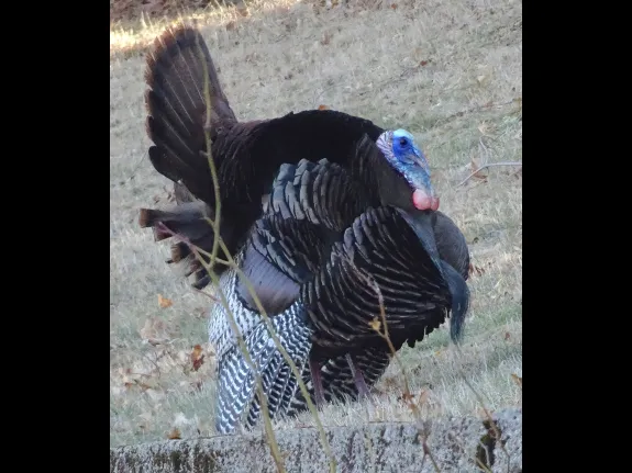 A turkey in Framingham, photographed by Steve Forman.