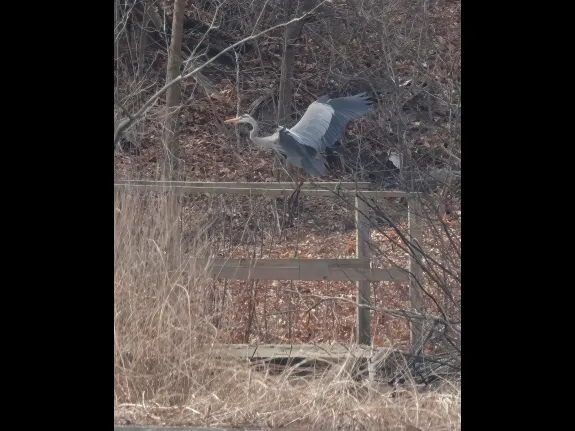 A great blue heron at Farm Pond in Framingham, photographed by Steve Forman.