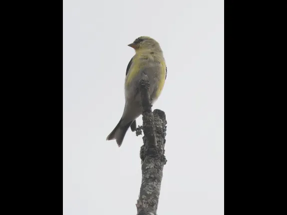 An American goldfinch at Breakneck Hill Conservation Land in Southborough, photographed by Steve Forman.