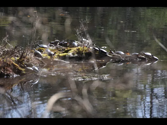 Painted turtles at Hop Brook Conservation Land in Sudbury, photographed by Dan Clawson.