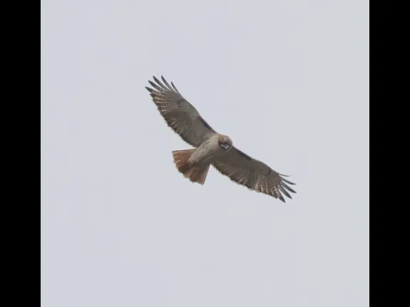 A red-tailed hawk at Breakneck Hill Conservation Land in Southborough, photographed by Steve Forman.