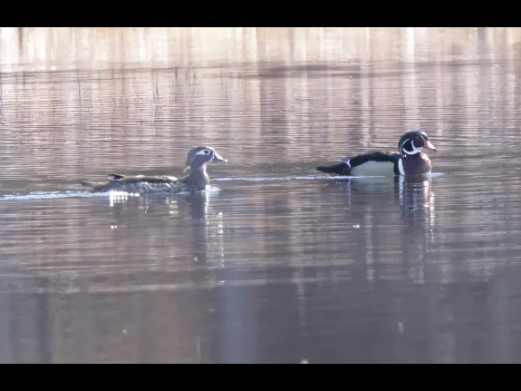 A pair of wood ducks at MacCallum Wildlife Management Area in Northborough, photographed by Steve Forman.