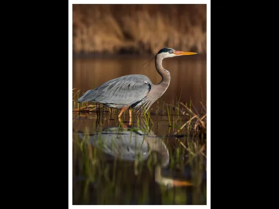 A great blue heron at Westborough Wildlife Management Area, photographed by Mason Missaggia.