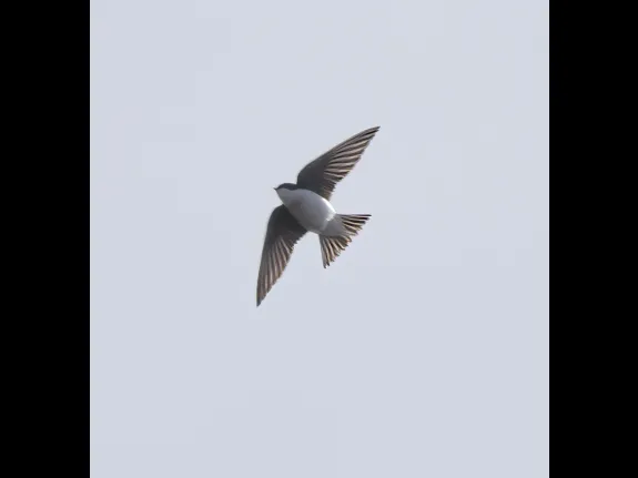 A tree swallow at MacCallum Wildlife Management Area in Northborough, photographed by Steve Forman.