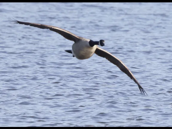 A Canada goose at Hager Pond in Marlborough, photographed by Steve Forman.