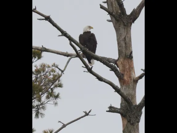A bald eagle at the Sudbury Reservoir in Southborough, photographed by Steve Forman.