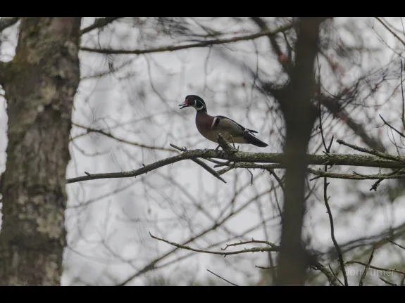 A wood duck in Harvard, photographed by Jon Turner.