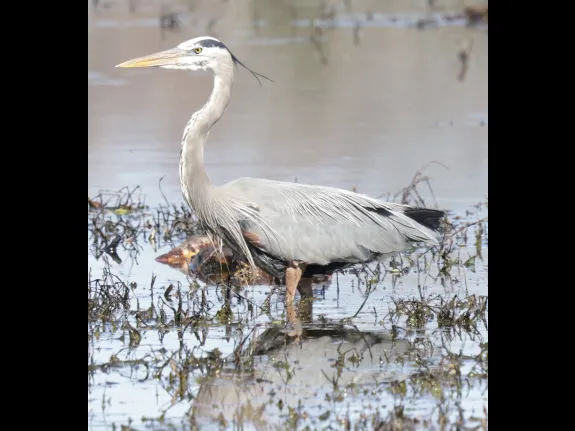 A great blue heron at Bartlett Pond in Northborough, photographed by Steve Forman.