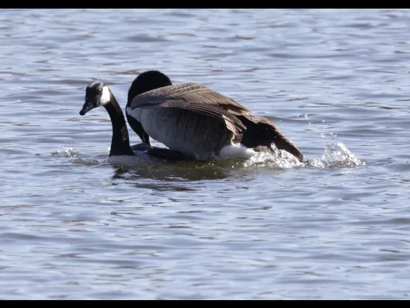 Mating Canada geese at Hager Pond in Marlborough, photographed by Steve Forman.