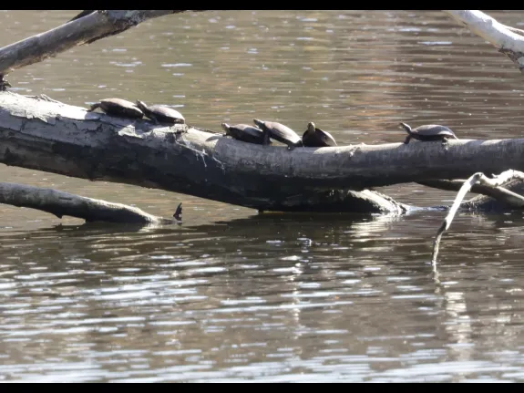 Painted turtles at Hager Pond in Marlborough, photographed by Steve Forman.