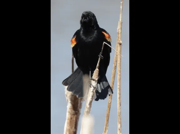 A red-winged blackbird at Farm Pond in Framingham, photographed by Steve Forman.