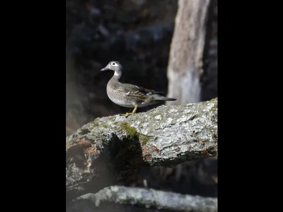 A wood duck in Maynard, photographed by Gail Sartori.