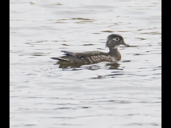 A wood duck at Hager Pond in Marlborough, photographed by Steve Forman.