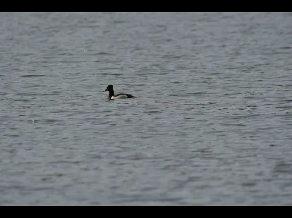 A ring-necked duck in Wayland, photographed by Gail Sartori.