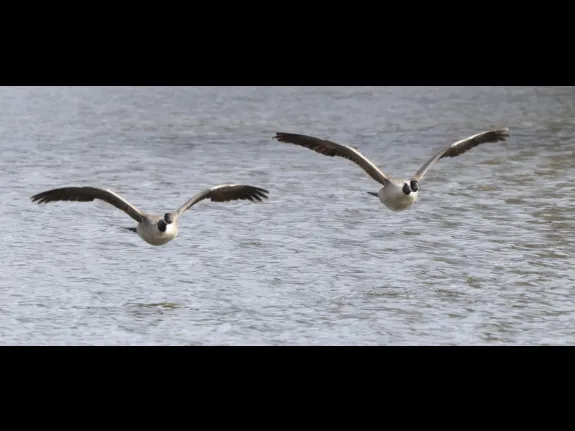 Canada geese at Hager Pond in Marlborough, photographed by Steve Forman.