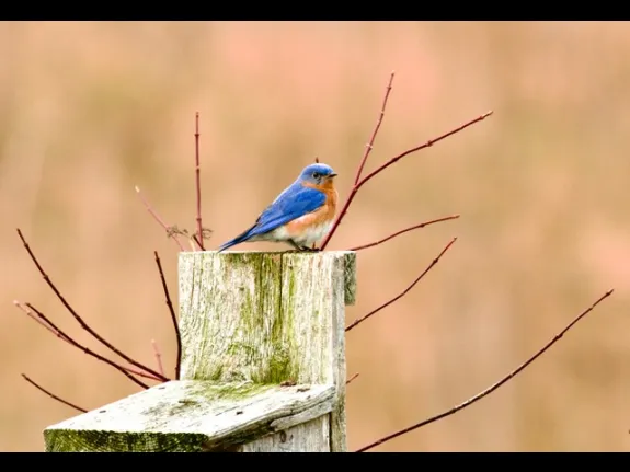 An eastern bluebird in Westborough, photographed by Vin Cerrati.