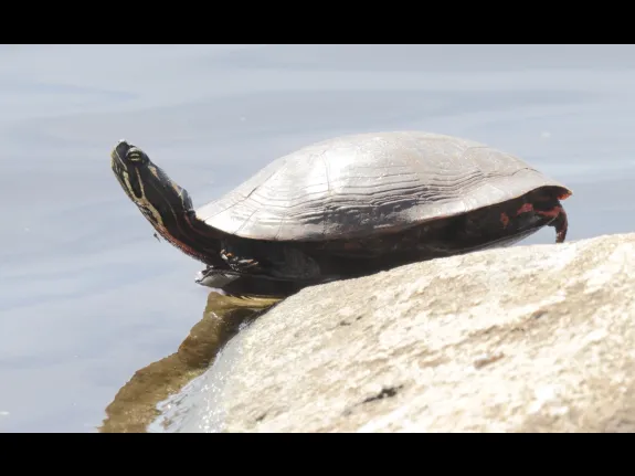 A painted turtle at Hager Pond in Marlborough, photographed by Steve Forman.