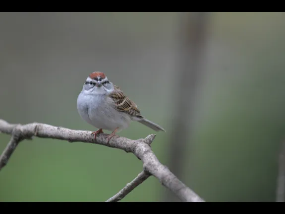 A chipping sparrow in Maynard, photographed by Gail Sartori.