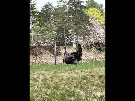 A turkey along the Hultman Aqueduct Trail in Framingham, photographed by Jon Carter.