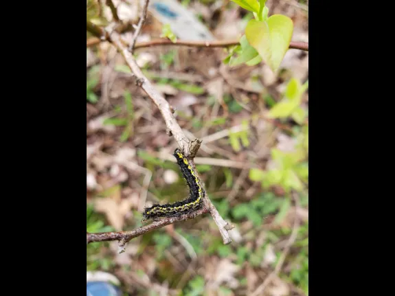 Chris Reardon photographed this caterpillar at SVT's Wolbach Farm in Sudbury.