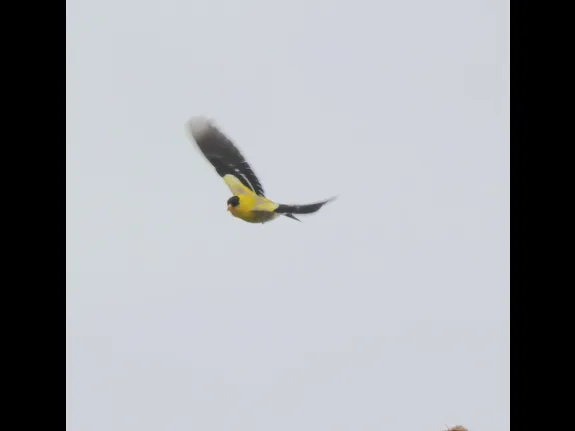 An American goldfinch at Breakneck Hill Conservation Land in Southborough, photographed by Steve Forman.