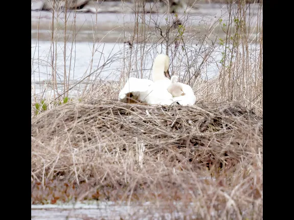 A mute swan and cygnet at their nest on Bartlett Pond in Northborough, photographed by Steve Forman.
