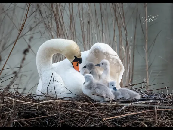 Mute swans at Bruce's Pond in Hudson, photographed by Jim DeLuco.