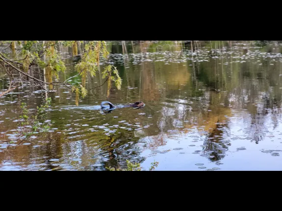 A beaver at Hamlen Woods in Wayland, photographed by William Watt.
