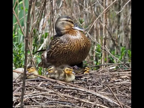 A mallard and ducklings at Bruce's Pond in Hudson, photographed by Joan Chasan.