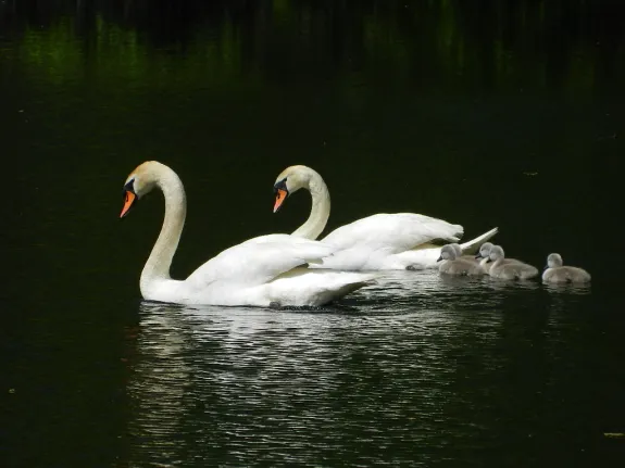 Mute swans at Mainstone Farm in Wayland, photographed by Huaibin Lu.