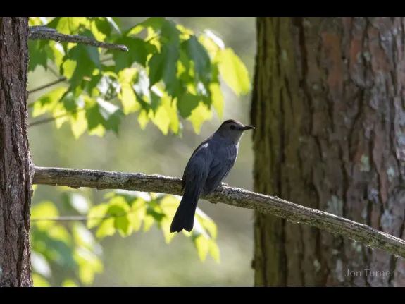 A gray catbird at SVT's Smith Conservation Land in Littleton, photographed by Jon Turner.