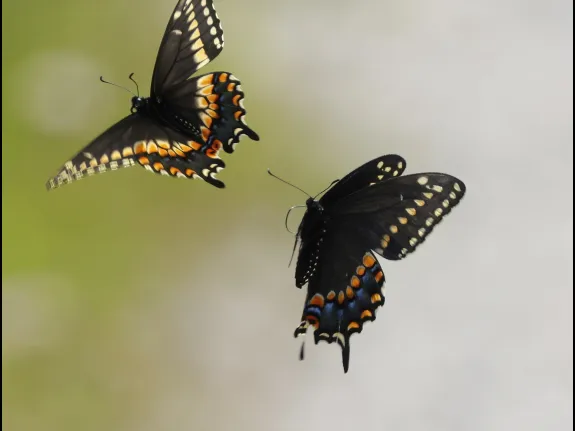 Black swallowtails at Great Meadows National Wildlife Refuge in Concord, photographed by Steve Forman.