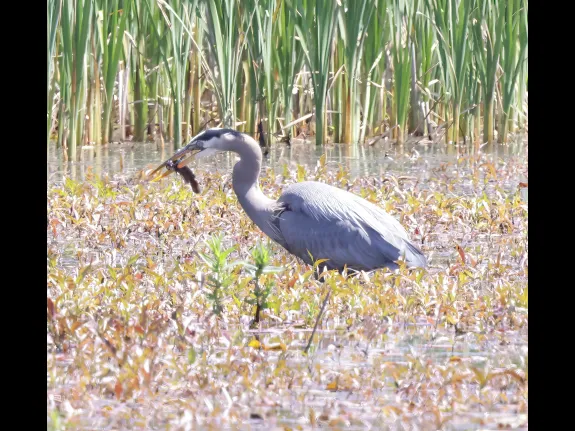 A great blue heron with a fish at Great Meadows National Wildlife Refuge in Concord, photographed by Steve Forman. A great blue heron with a fish at Great Meadows National Wildlife Refuge in Concord, photographed by Steve Forman.