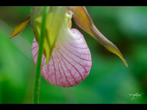 A pink lady's slipper at the Wayne F. MacCallum Wildlife Management Area in Westborough, photographed by Nancy Wright.