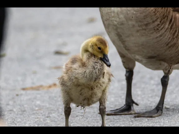 Canada geese in Harvard, photographed by Jon Turner.