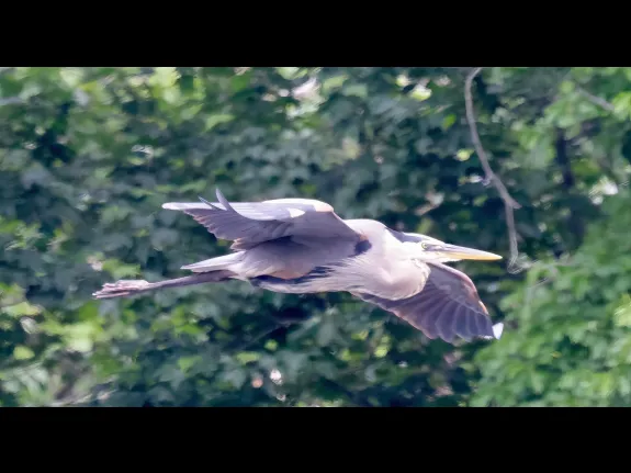 A great blue heron at the Sudbury Reservoir in Southborough, photographed by Steve Forman.